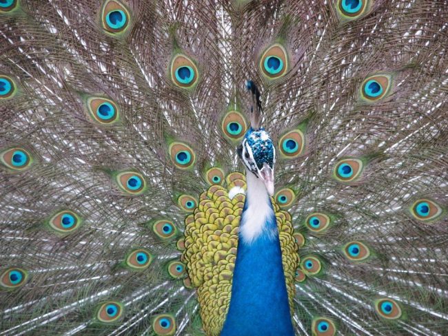 peacock-1192468.jpg
